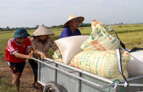 Nông dân đất lúa bỏ ruộng - Bài 2